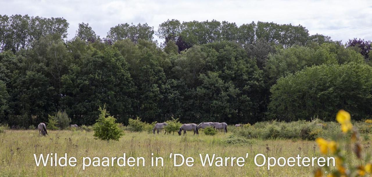 Vakantiewoning Heidebos In Het Nationaal Park Hoge Kempen Opglabbeek Dış mekan fotoğraf