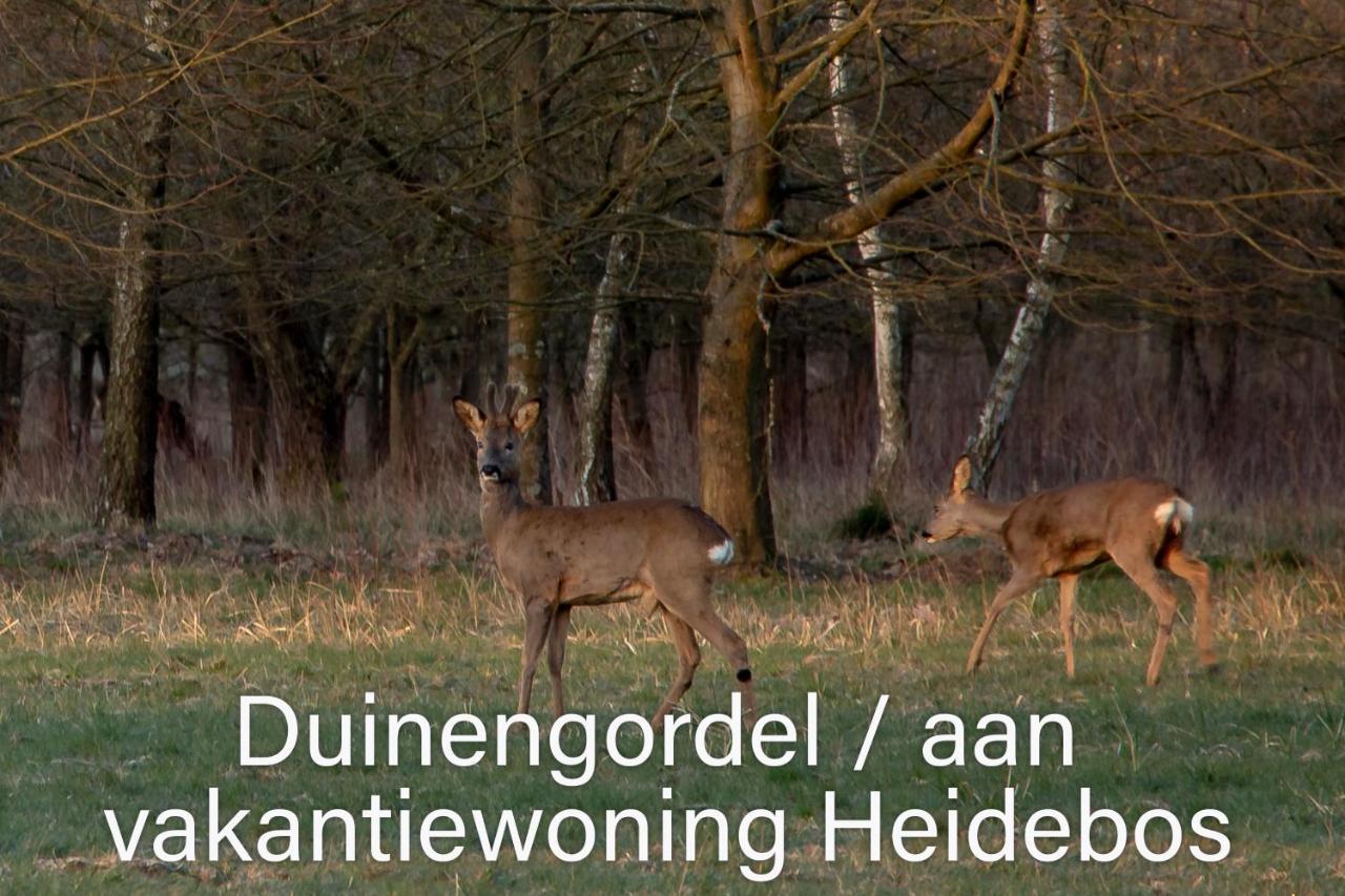 Vakantiewoning Heidebos In Het Nationaal Park Hoge Kempen Opglabbeek Dış mekan fotoğraf