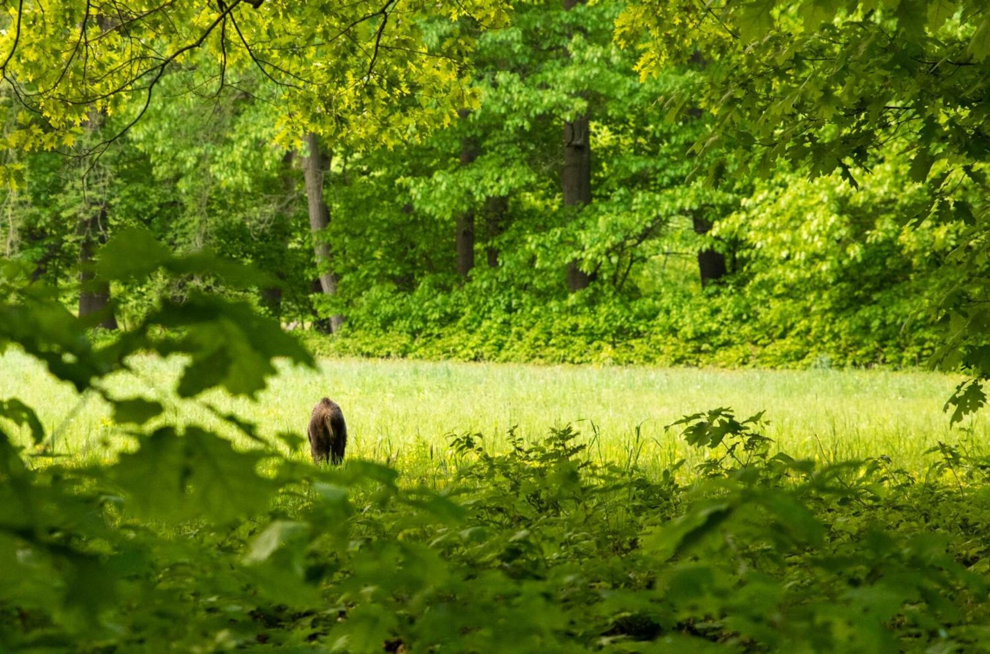 Vakantiewoning Heidebos In Het Nationaal Park Hoge Kempen Opglabbeek Dış mekan fotoğraf