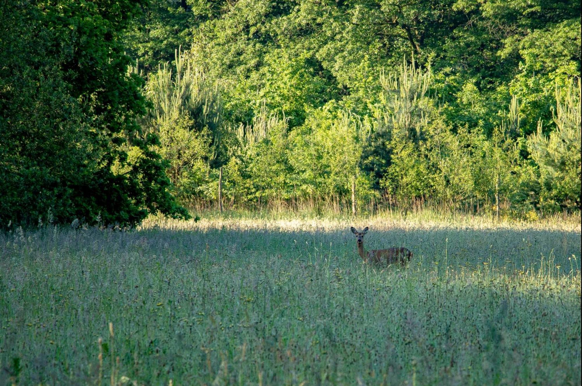 Vakantiewoning Heidebos In Het Nationaal Park Hoge Kempen Opglabbeek Dış mekan fotoğraf