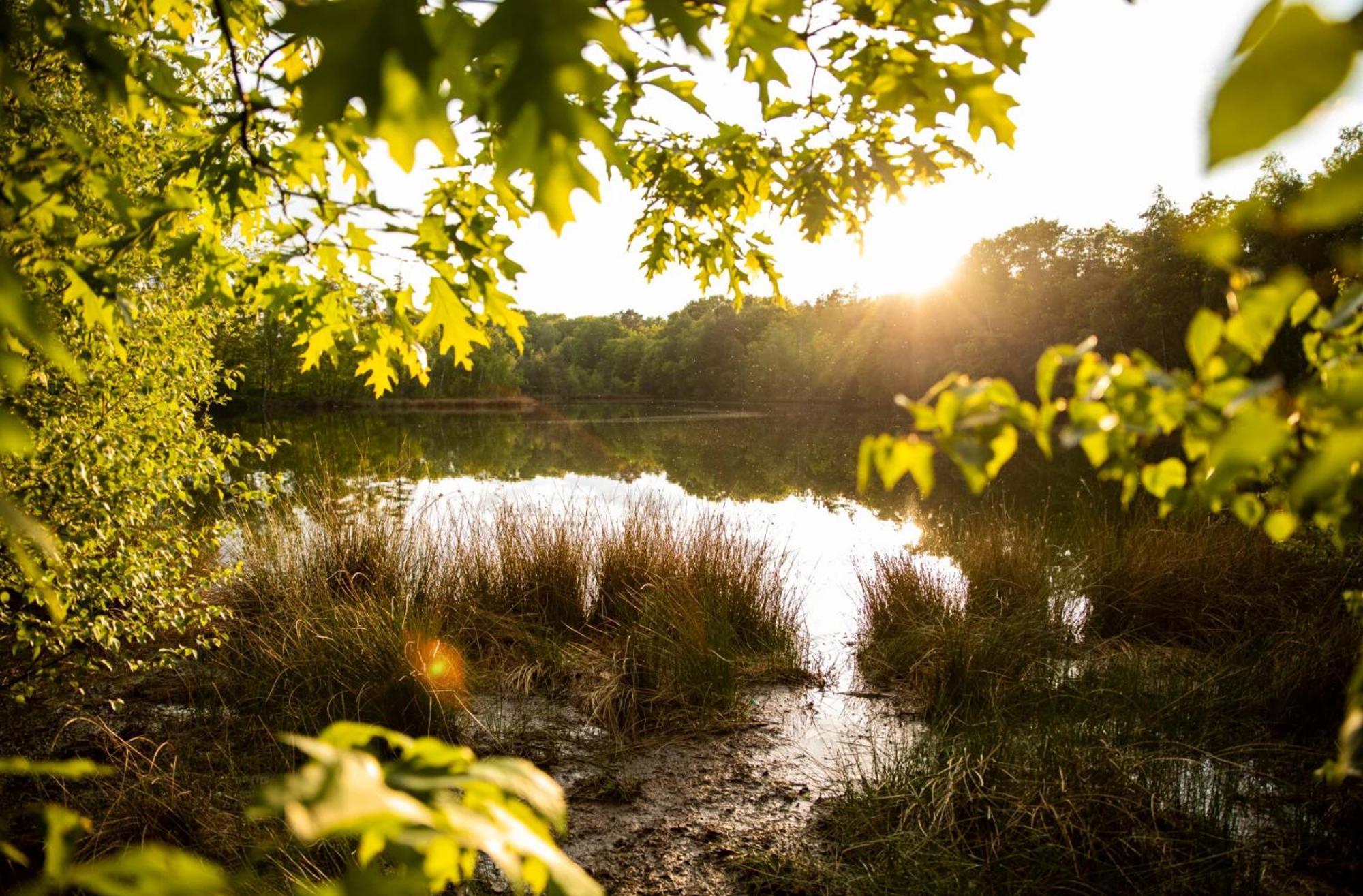 Vakantiewoning Heidebos In Het Nationaal Park Hoge Kempen Opglabbeek Dış mekan fotoğraf